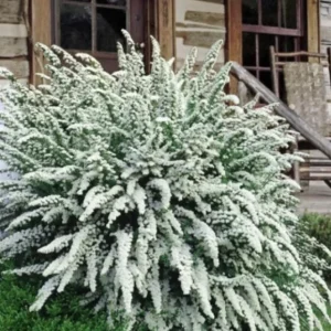 Snowmound Spirea Live Shrub – 1 Quart Pot, 6-12