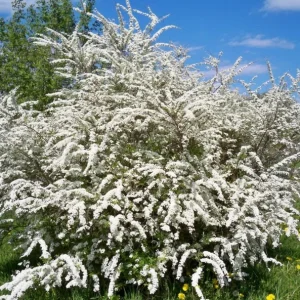 Snowmound Spirea Live Shrub – 1 Quart Pot, 6-12