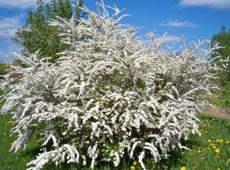 Snowmound Spirea Live Shrub – 1 Quart Pot, 6-12" Tall – White Spring Blooms Outdoor - Image 7