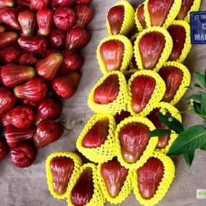 Soc Trang Wax Apple Live Plant – 3 Feet Tall Fruit Tree in 3 Gallon Pot - Image 1