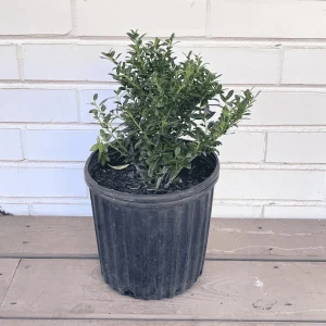 Soft Touch Japanese Holly Tree - Ilex Crenata - 1 Gallon Live Plant - Evergreen Shrub - Image 2