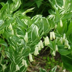 Solomon's Seal Bare-root Plant - Hardy Perennial Herb for Shade - Image 2