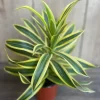 Song of India Dracaena Reflexa Live Plant – 4" Pot – Indoor Tropical - Image 1