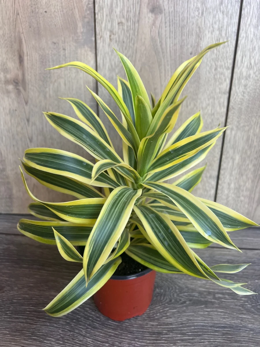 Song of India Dracaena Reflexa Live Plant – 4" Pot – Indoor Tropical - Image 2