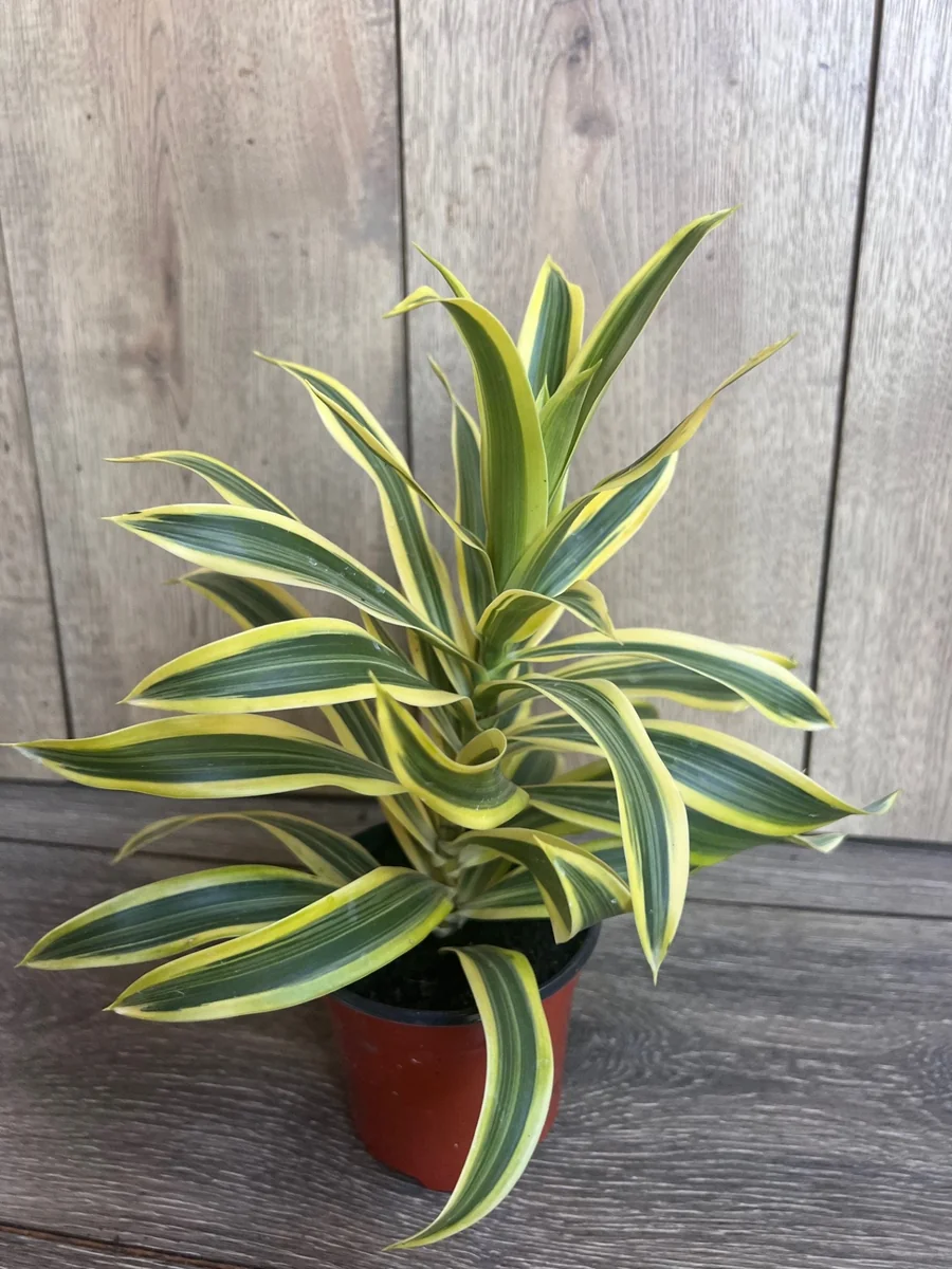 Song of India Dracaena Reflexa Live Plant – 4" Pot – Indoor Tropical - Image 3