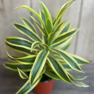 Song of India Dracaena Reflexa Live Plant – 4