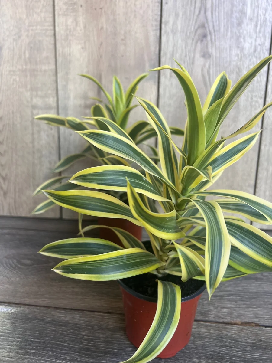 Song of India Dracaena Reflexa Live Plant – 4" Pot – Indoor Tropical - Image 4