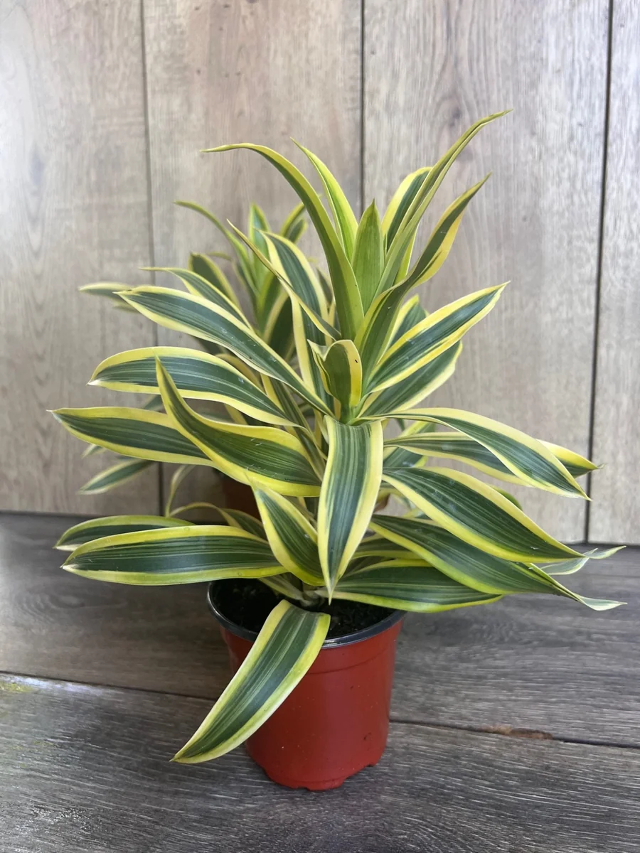 Song of India Dracaena Reflexa Live Plant – 4" Pot – Indoor Tropical - Image 5