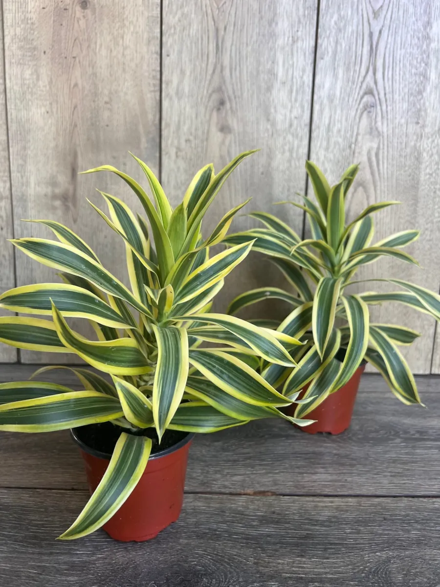 Song of India Dracaena Reflexa Live Plant – 4" Pot – Indoor Tropical - Image 6