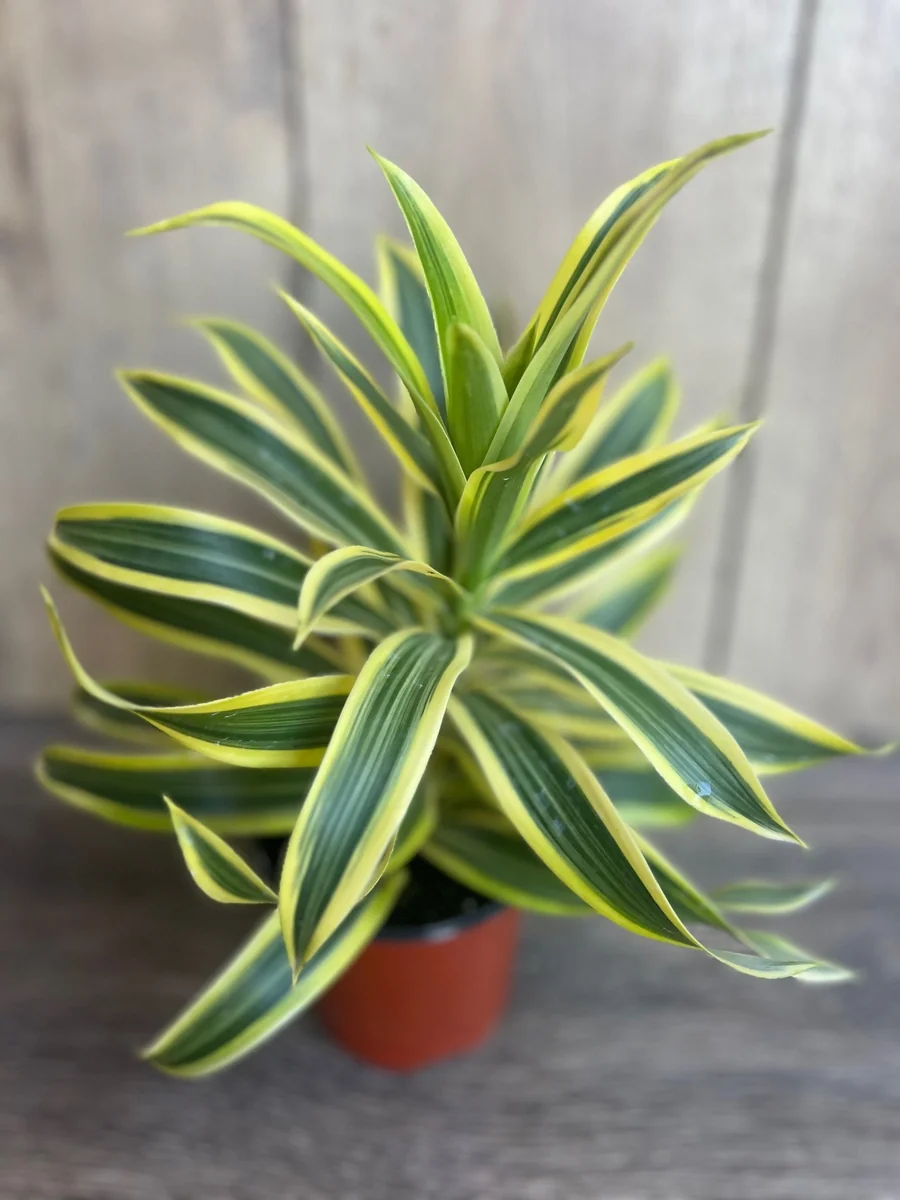 Song of India Dracaena Reflexa Live Plant – 4" Pot – Indoor Tropical - Image 1