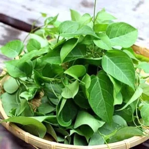 Sour Leaf Vine Plant - Live Cây Lá Giang - 3 Feet Tall - Edible Herb - Image 3