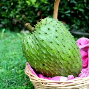 Soursop Guanabana Live Plant – 3 Feet Tall – Ship in 3 Gallon Pot - Image 1