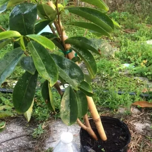 Soursop Tree Live Plant Annona Muricata Graviola Guanabana 18-25 inches Tall Tropical Outdoor - Image 3