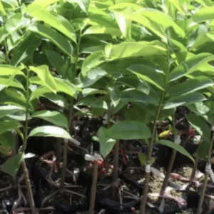 Soursop Tree Live Plant Annona Muricata Graviola Guanabana 18-25 inches Tall Tropical Outdoor - Image 5