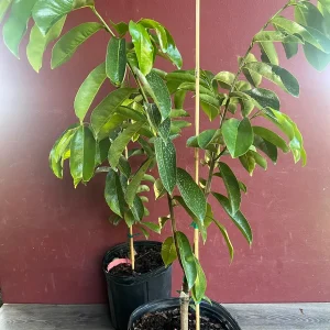 Soursop Tree Live Plant – Guanabana – Annona Muricata – 3 Gallon Pot – Tropical - Image 3