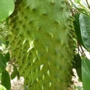 Soursop Tree Live Plant – Guanabana – Annona Muricata – 3 Gallon Pot – Tropical - Image 1