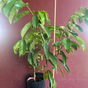 Soursop Tree Live Plant – Guanabana – Annona Muricata – 3 Gallon Pot – Tropical - Image 4