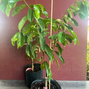 Soursop Tree Live Plant – Guanabana – Annona Muricata – 3 Gallon Pot – Tropical - Image 6