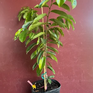 Soursop Tree Live Plant – Guanabana – Annona Muricata – 3 Gallon Pot – Tropical - Image 7