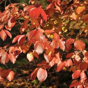 Southern Black Haw Viburnum Live Plant – Native Shrub – Quart Pot - Image 1