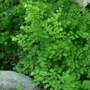 Southern Maidenhair Fern Live Plant – 4" Tall – Ships in 3" Pot – Indoor/Outdoor - Image 2