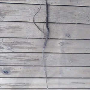 Southern Pecan Tree Bareroot Plant 12-24" – Outdoor Nut Tree - Image 2