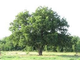 Southern Pecan Tree Live Plant – Bare Root 12-24 inch – Outdoor Nut & Shade Tree - Image 1