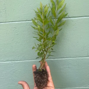 Southern Wax Myrtle Live Plant – Myrica cerifera Evergreen Shrub 10-20+ ft Outdoor - Image 2