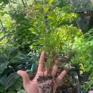 Southern Wax Myrtle Live Plant – Myrica cerifera Evergreen Shrub 10-20+ ft Outdoor - Image 3