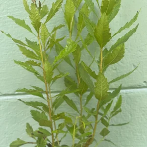 Southern Wax Myrtle Live Plant – Myrica cerifera Evergreen Shrub 10-20+ ft Outdoor - Image 4