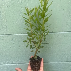 Southern Wax Myrtle Live Plant – Myrica cerifera Evergreen Shrub 10-20+ ft Outdoor - Image 6