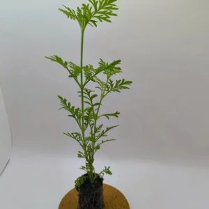 Spanish Eyes Lavender Live Plant, Set of 2, 4-6