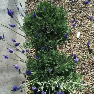 Spanish Eyes Lavender Live Plant, Set of 2, 4-6