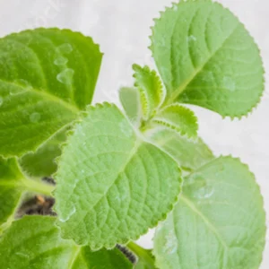 Spanish Thyme Live Plant – Cuban Oregano Herb – 10 inch Tall – Indoor/Outdoor - Image 1