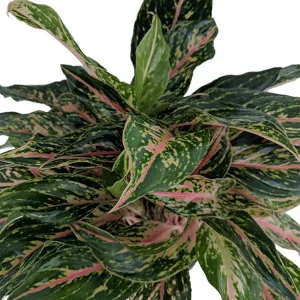 Sparkling Sarah Chinese Evergreen Plant - Aglaonema Live Plant - 6" Pot - Indoor - Image 2
