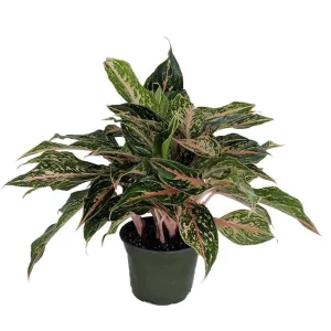 Sparkling Sarah Chinese Evergreen Plant - Aglaonema Live Plant - 6" Pot - Indoor - Image 1