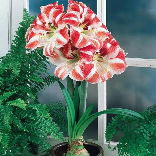 Sparticus Amaryllis Bulb - 24/26cm, Red & White Bicolor, Easy Grow Indoor Flower - Image 3