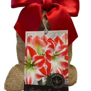 Sparticus Amaryllis Bulb - 24/26cm, Red & White Bicolor, Easy Grow Indoor Flower - Image 1