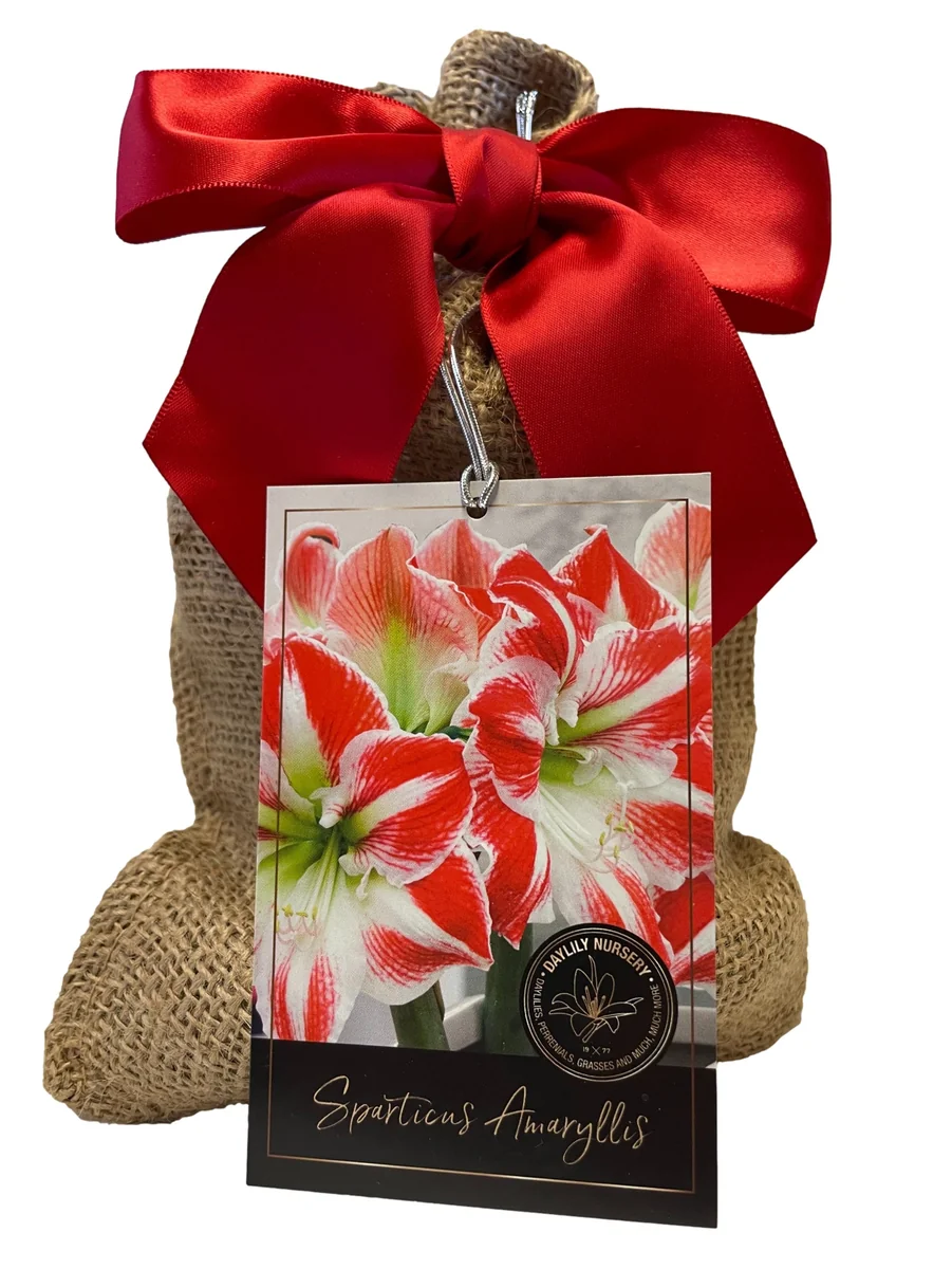 Sparticus Amaryllis Bulb - 24/26cm, Red & White Bicolor, Easy Grow Indoor Flower - Image 1