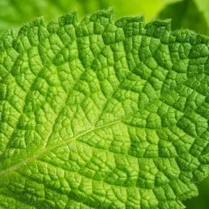 Spearmint Live Plant – 3 Inch Pot – Indoor/Outdoor Herb Garden - Image 2