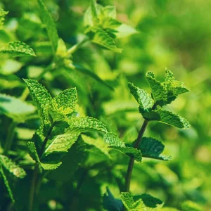 Spearmint Live Plant - 4 inch Pot - Grow Indoors & Outdoors - Image 3