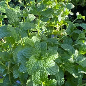 Spearmint Live Plant – Mentha Spicata – 1 Gallon Pot – 1 ft Tall – Outdoor Herb - Image 2