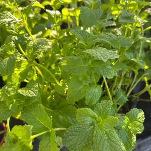 Spearmint Live Plant – Mentha Spicata – 1 Gallon Pot – 1 ft Tall – Outdoor Herb - Image 1