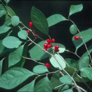 Spice Bush Live Plant - Lindera benzoin, Quart Pot, Outdoor Shrub - Image 2