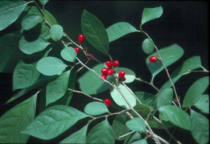 Spice Bush Live Plant - Lindera benzoin, Quart Pot, Outdoor Shrub - Image 2