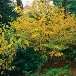 Spice Bush Live Plant - Lindera benzoin, Quart Pot, Outdoor Shrub - Image 3