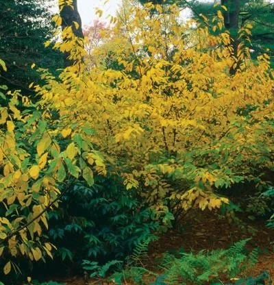 Spice Bush Live Plant - Lindera benzoin, Quart Pot, Outdoor Shrub - Image 3