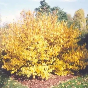 Spice Bush Live Plant - Lindera benzoin, Quart Pot, Outdoor Shrub - Image 1