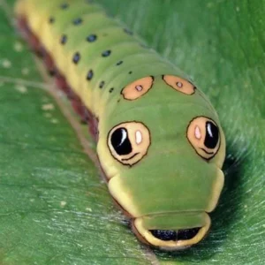 Spice Bush Live Plant - Lindera benzoin, Quart Pot, Outdoor Shrub - Image 4