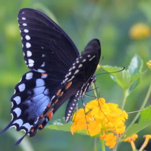 Spice Bush Live Plant - Lindera benzoin, Quart Pot, Outdoor Shrub - Image 5